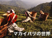 マカイバリ紅茶の世界