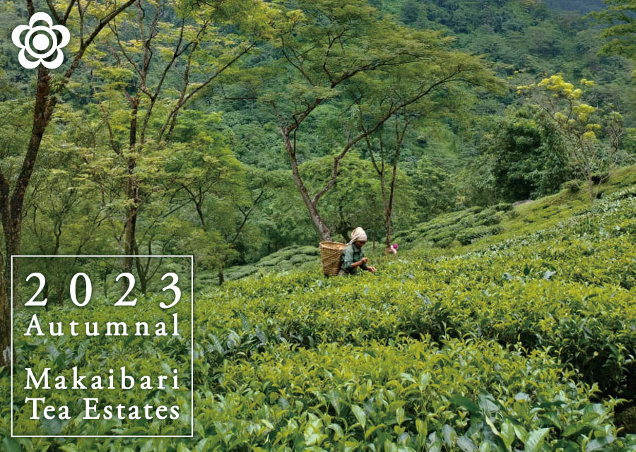 I[KjbN g }JCo Makaibari Tea Estate