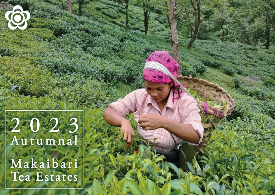 I[KjbN g }JCo Makaibari Tea Estate