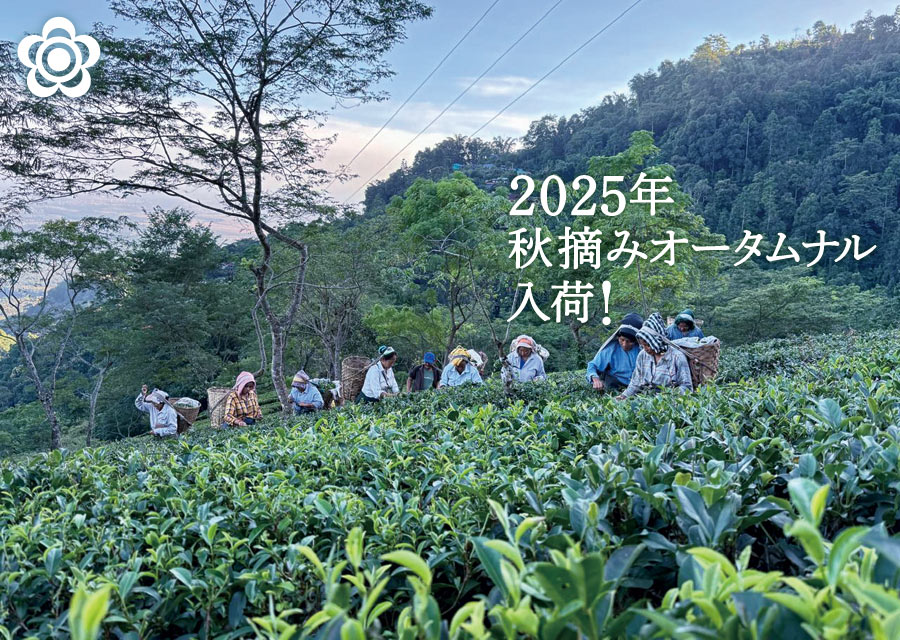 �I�[�K�j�b�N �g�� �}�J�C�o�� Makaibari Tea Estate