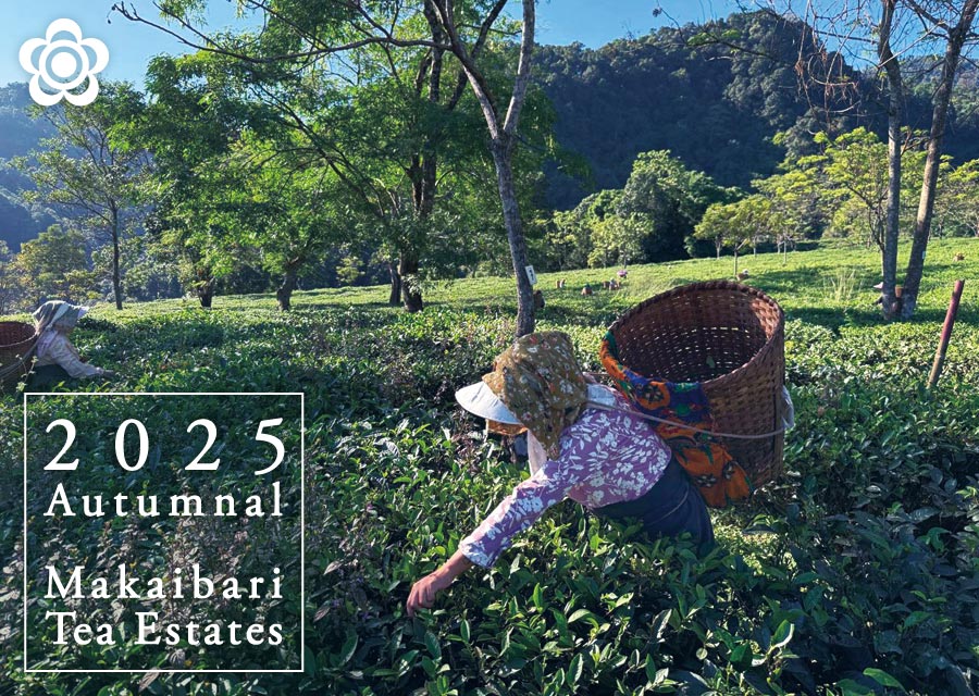 �I�[�K�j�b�N �g�� �}�J�C�o�� Makaibari Tea Estate