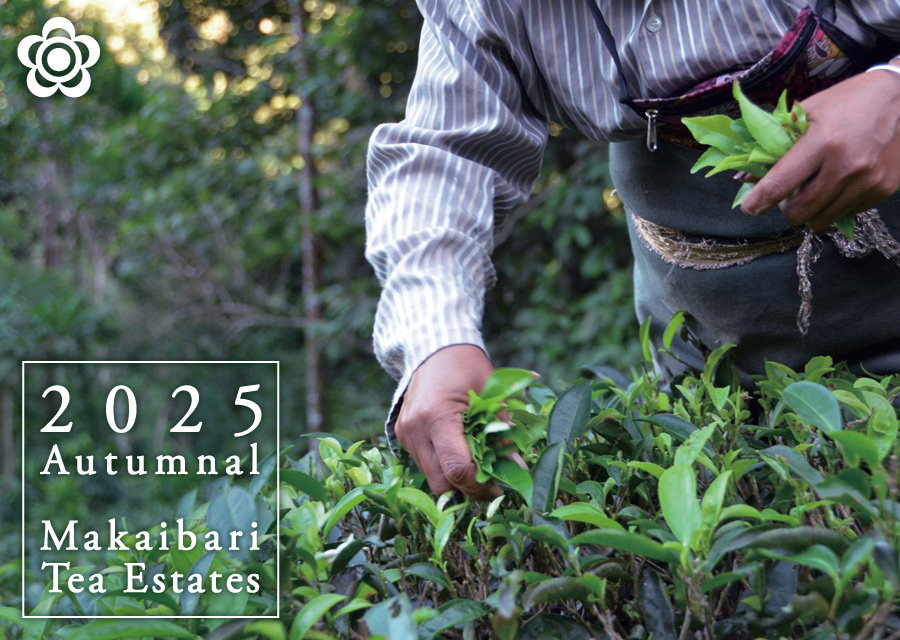 �I�[�K�j�b�N �g�� �}�J�C�o�� Makaibari Tea Estate