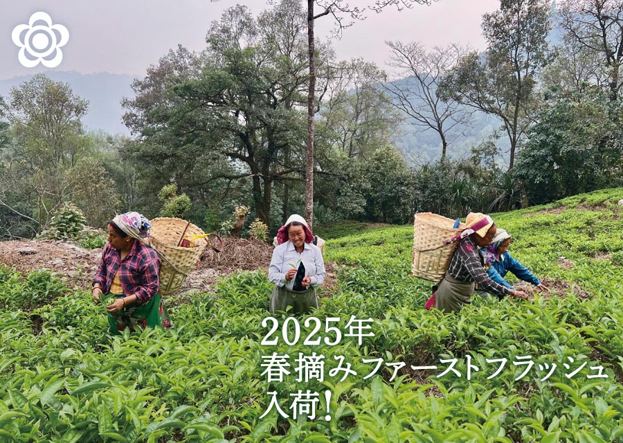 I[KjbN g }JCo Makaibari Tea Estate