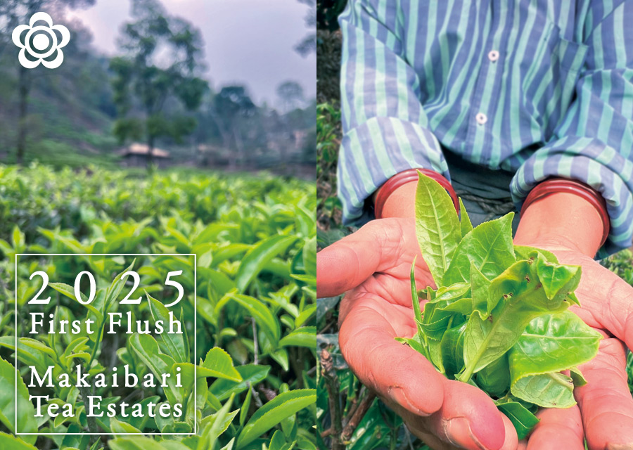 I[KjbN g }JCo Makaibari Tea Estate