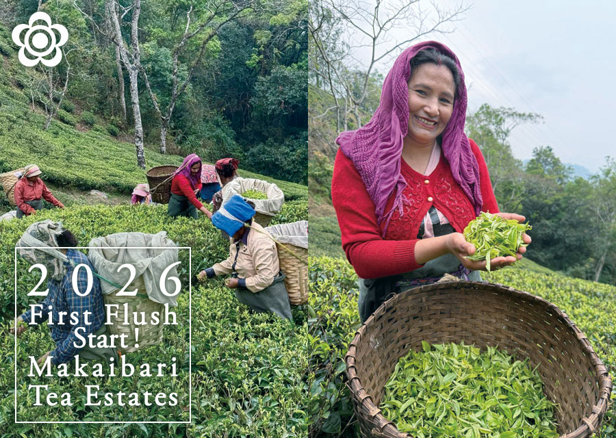 �I�[�K�j�b�N �g�� �}�J�C�o�� Makaibari Tea Estate