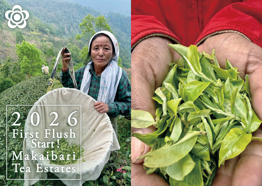�I�[�K�j�b�N �g�� �}�J�C�o�� Makaibari Tea Estate