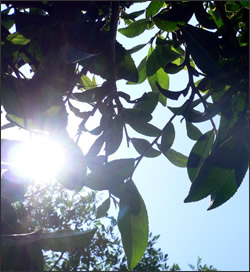 マカイバリ茶園の苗木