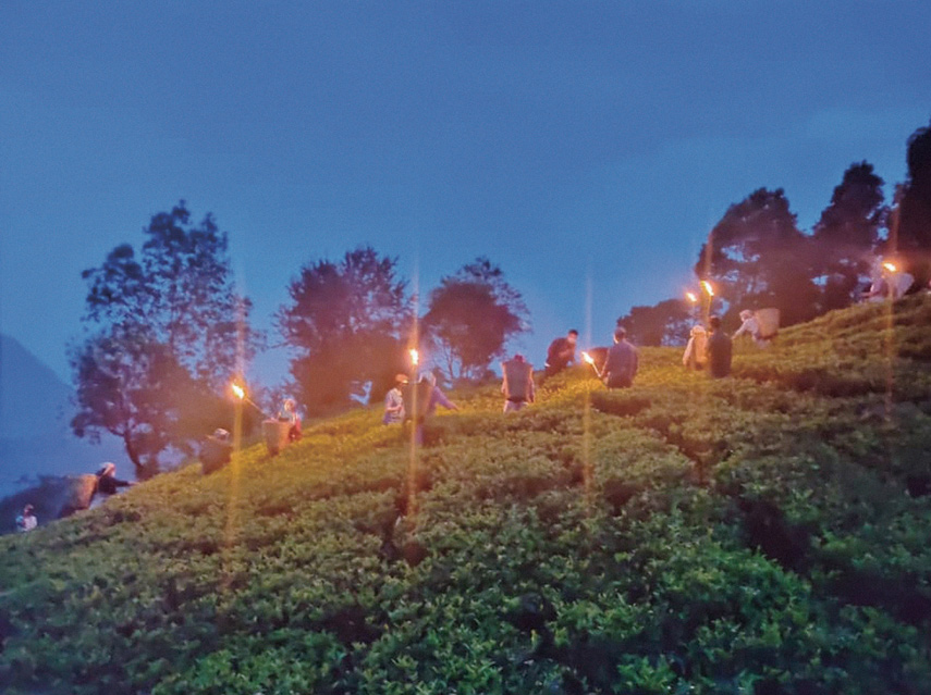世界一の紅茶農園マカイバリ茶園