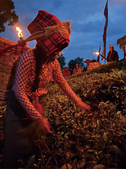 世界一の紅茶農園マカイバリ茶園