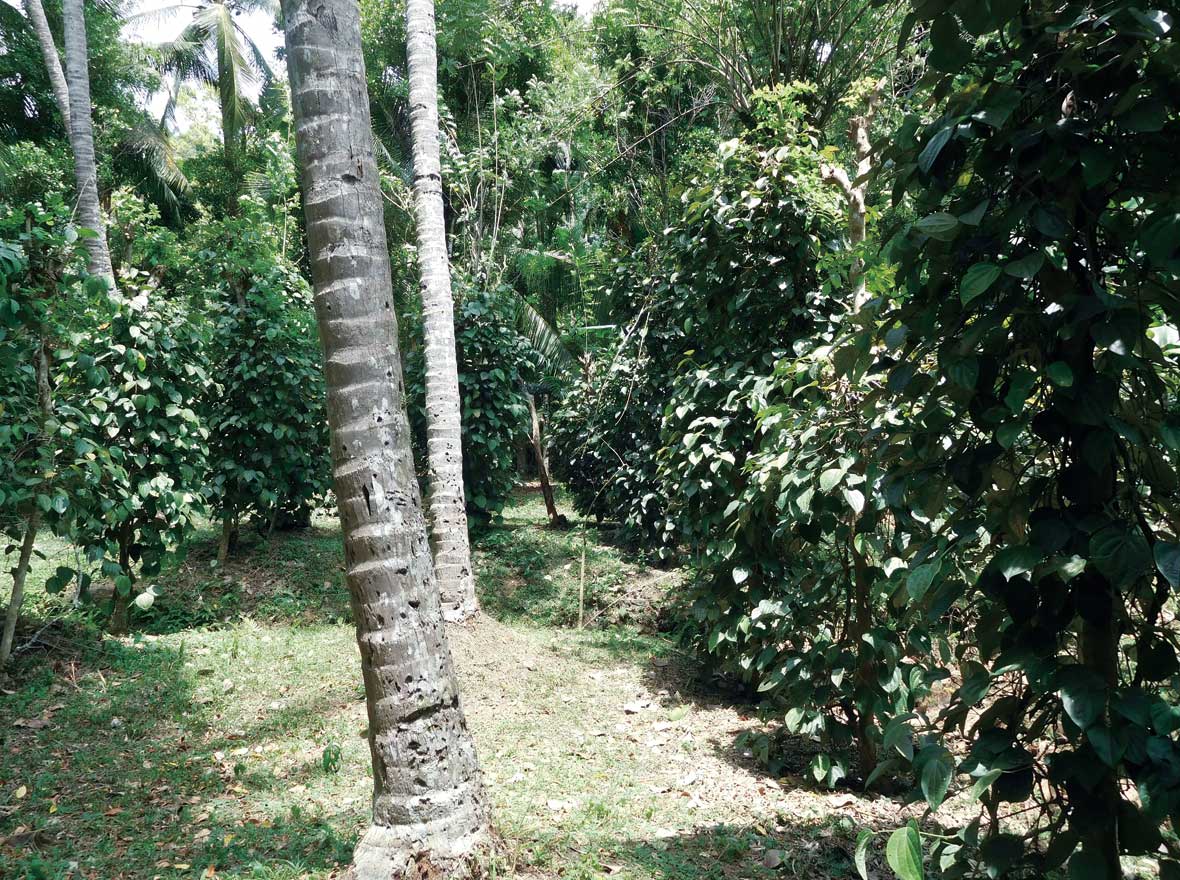 �n�C�r�X�J�X���V�i����