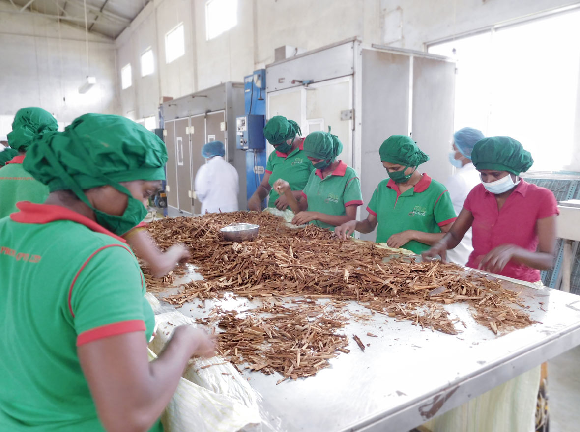 �n�C�r�X�J�X���V�i����